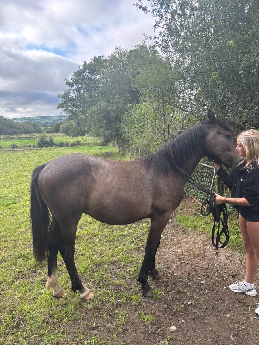 Horse - Image 4