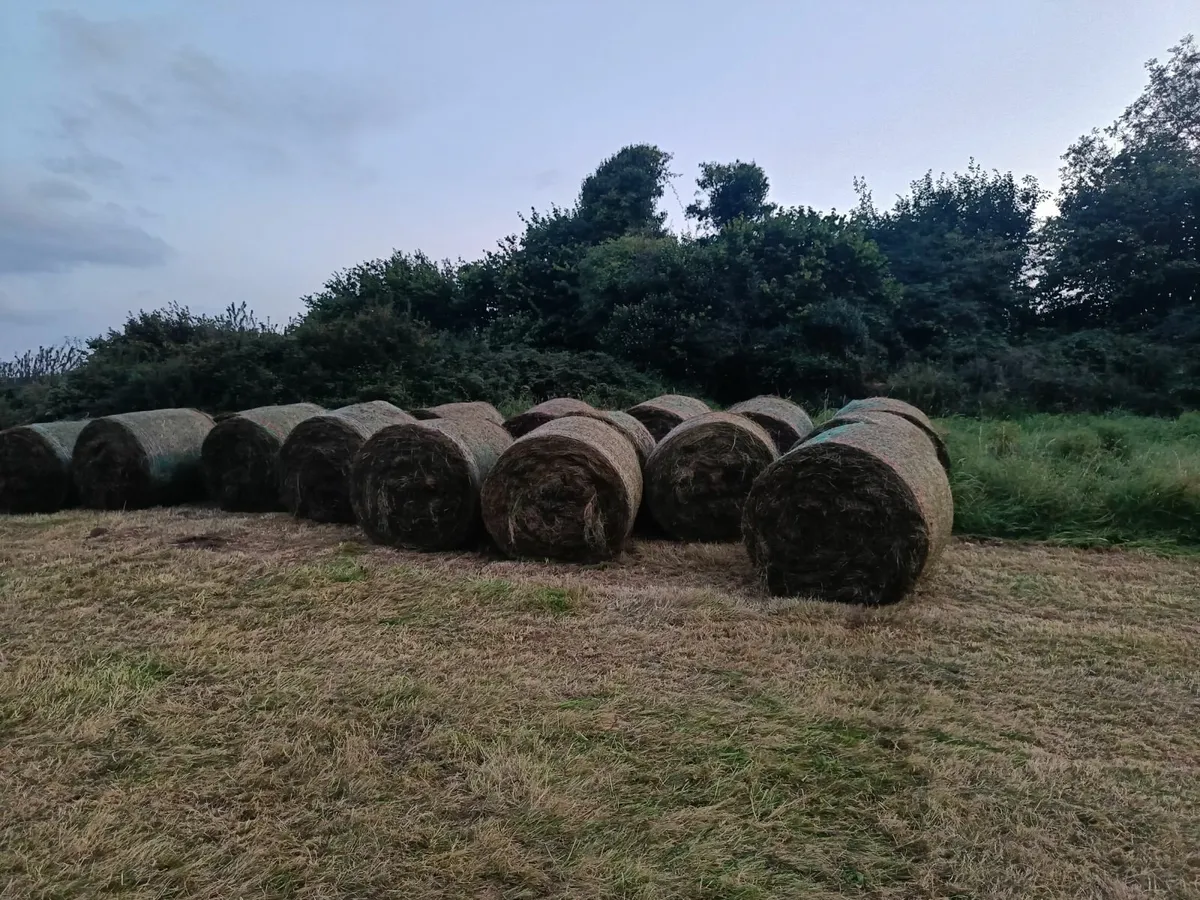 Silage bales - Image 1