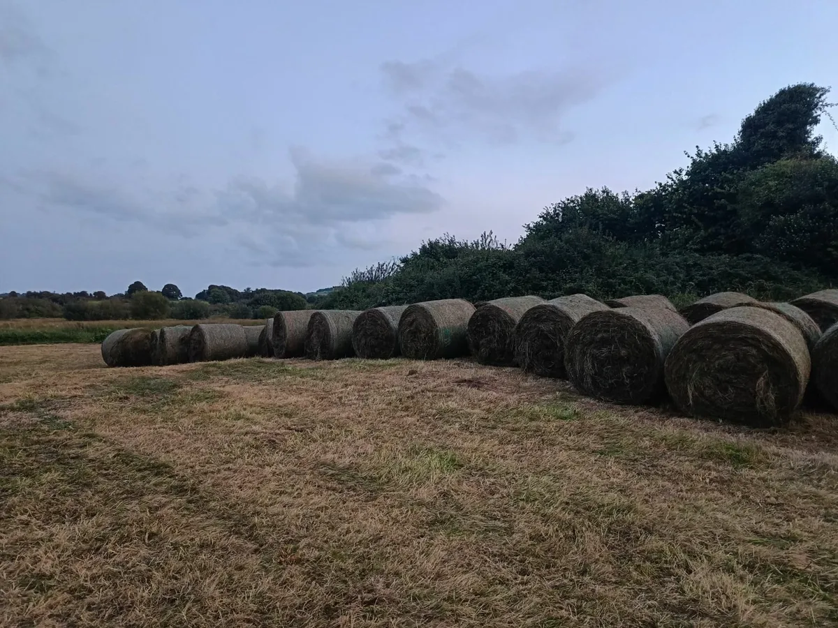 Silage bales - Image 2
