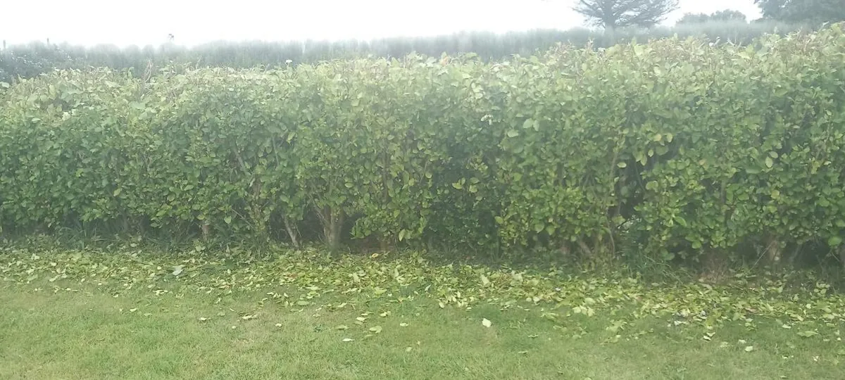 Griselinia hedging - Image 1
