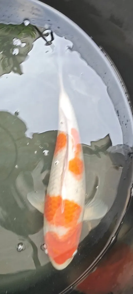 High quality Japanese Koi - Image 1