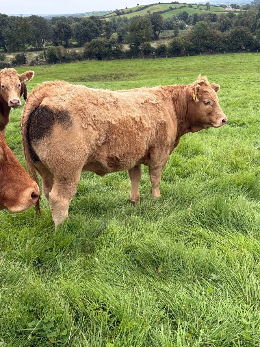 ChX heifer Ennis Tuesday 26/8 - Image 1
