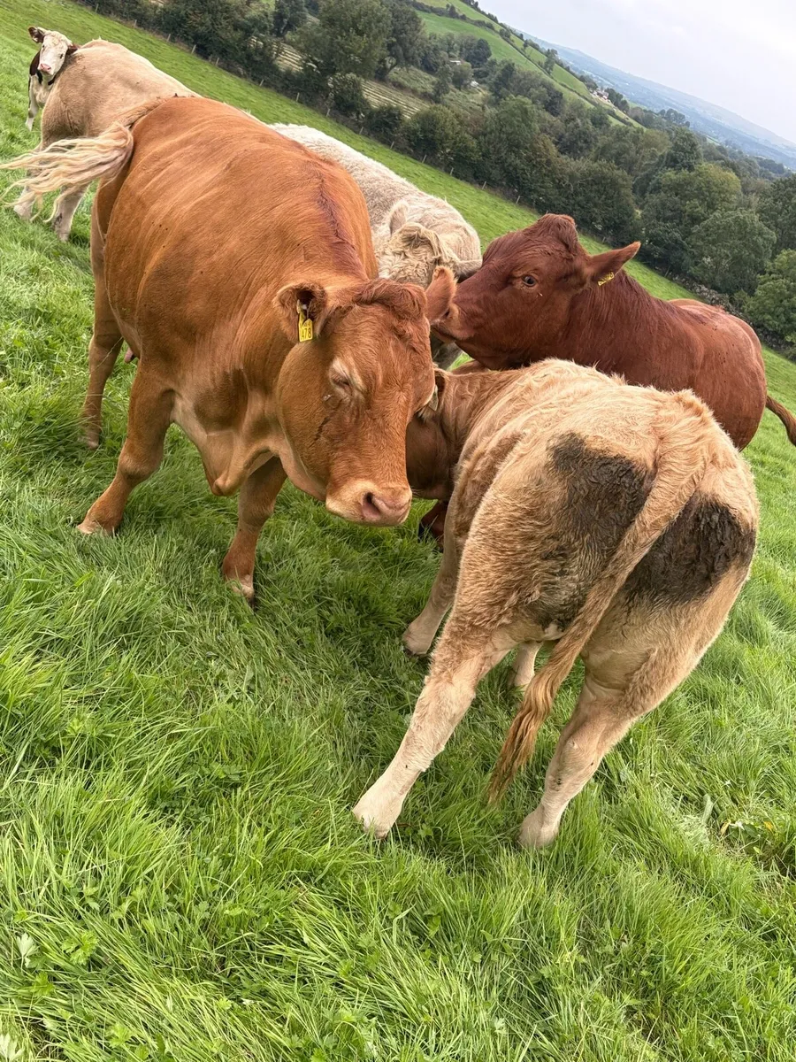 ChX heifer Ennis Tuesday 26/8 - Image 2
