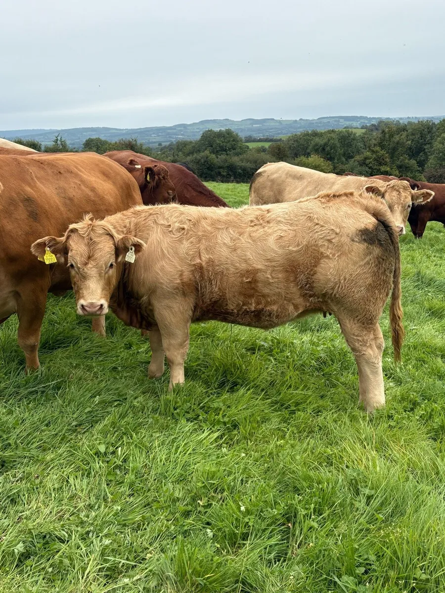 ChX heifer Ennis Tuesday 26/8 - Image 3