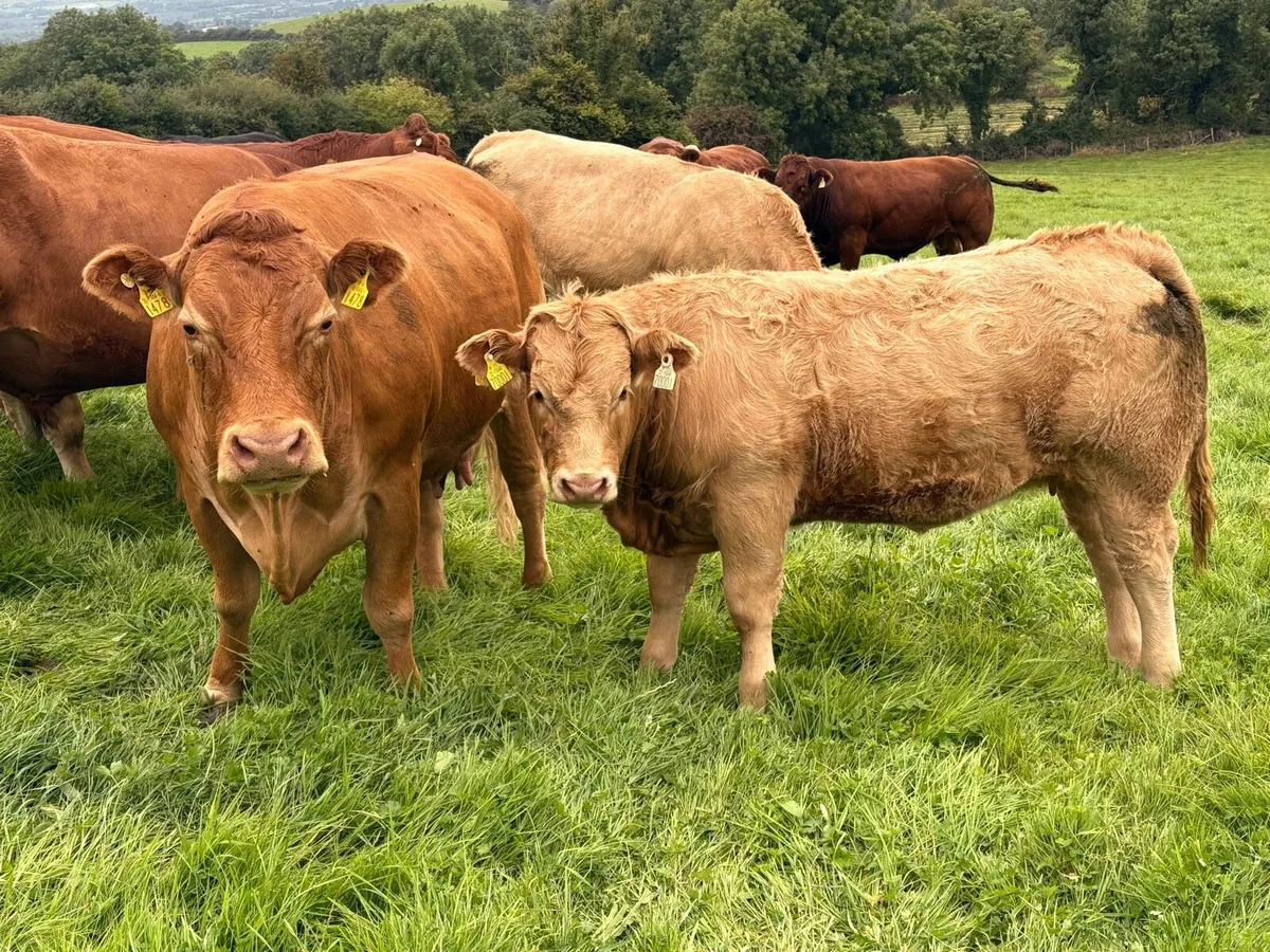 ChX heifer Ennis Tuesday 26/8 - Image 4