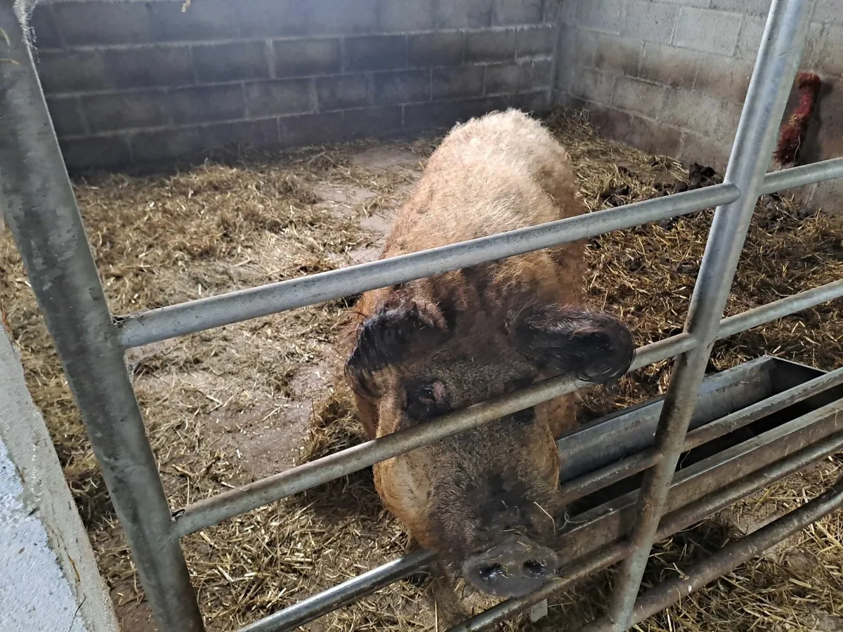 Mangalica / Mangalitza Boar - Image 2
