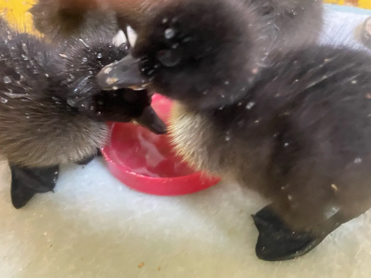 2 x one week old Cayuga Ducklings Downpatrick - Image 1