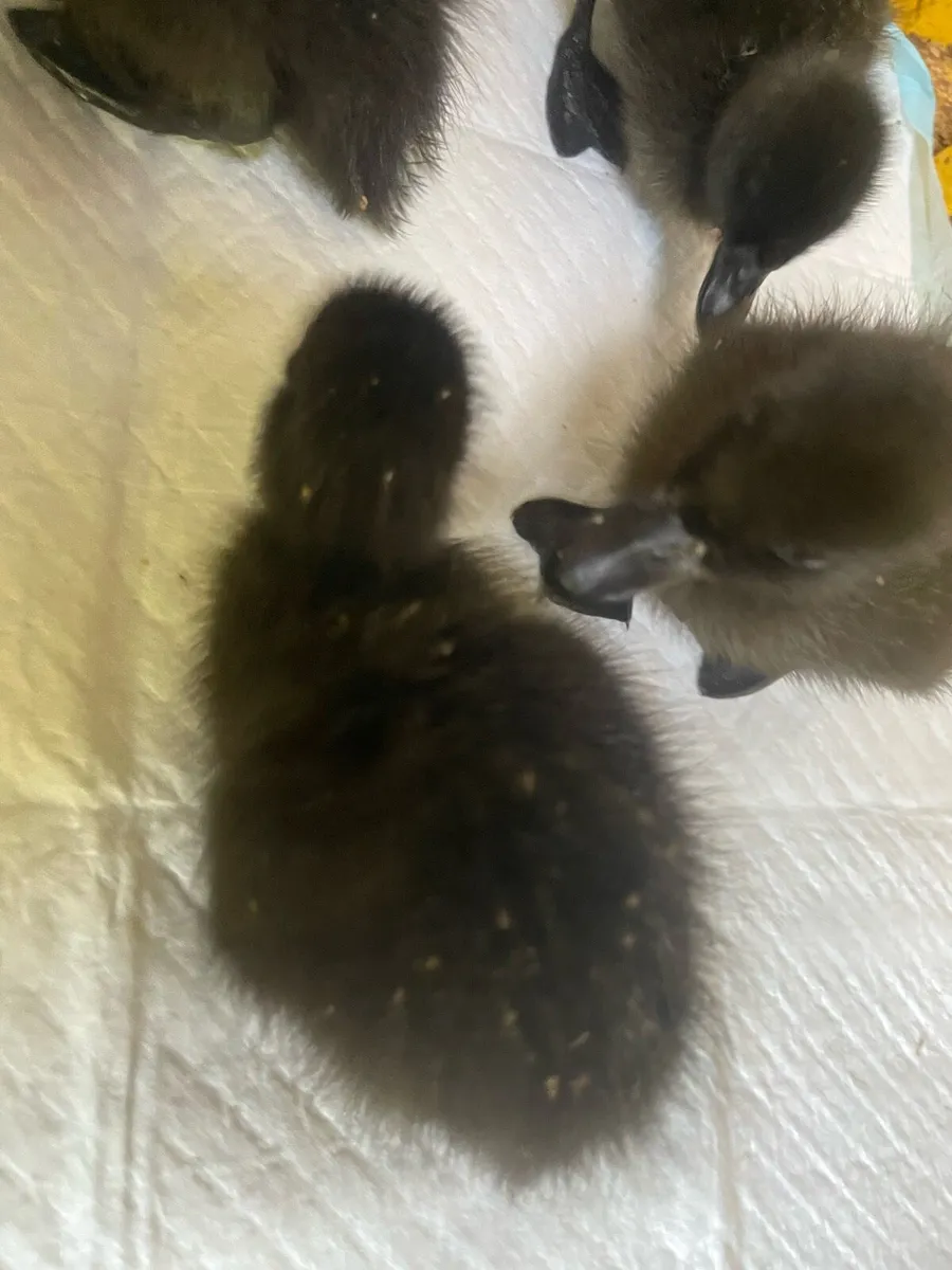 2 x one week old Cayuga Ducklings Downpatrick - Image 2