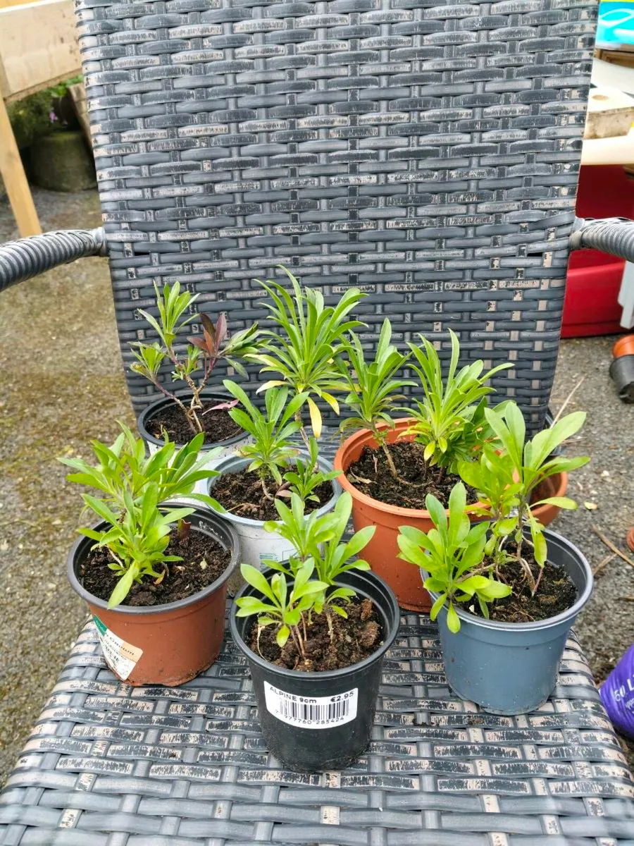 wallflowers, grown from seed. Beautiful strong sme - Image 2