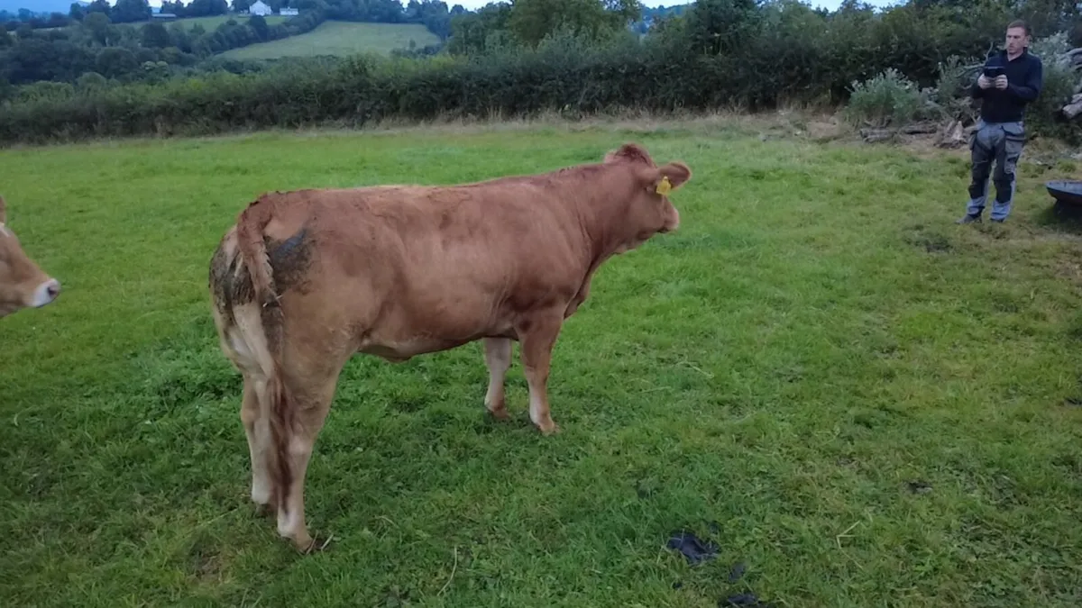 Pedigree limousin heifer - Image 1