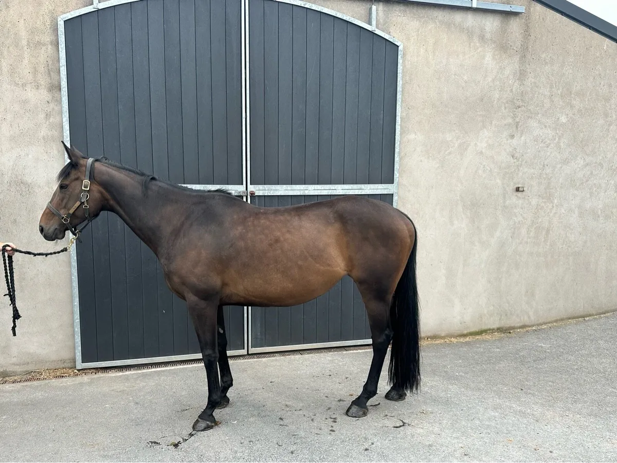 16hh mare for sale - Image 1
