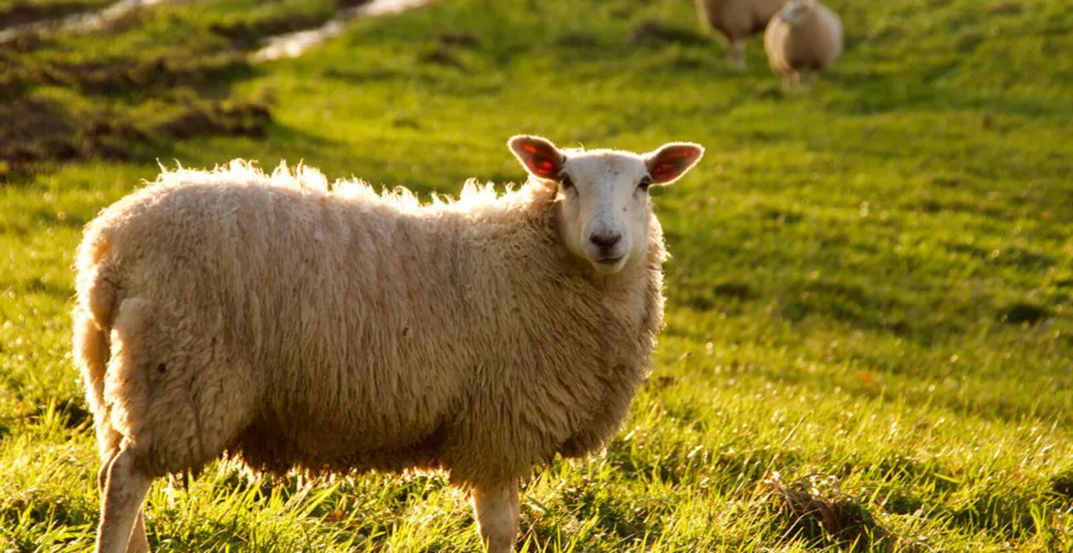 Sheep Shearer Wanted Mullingar