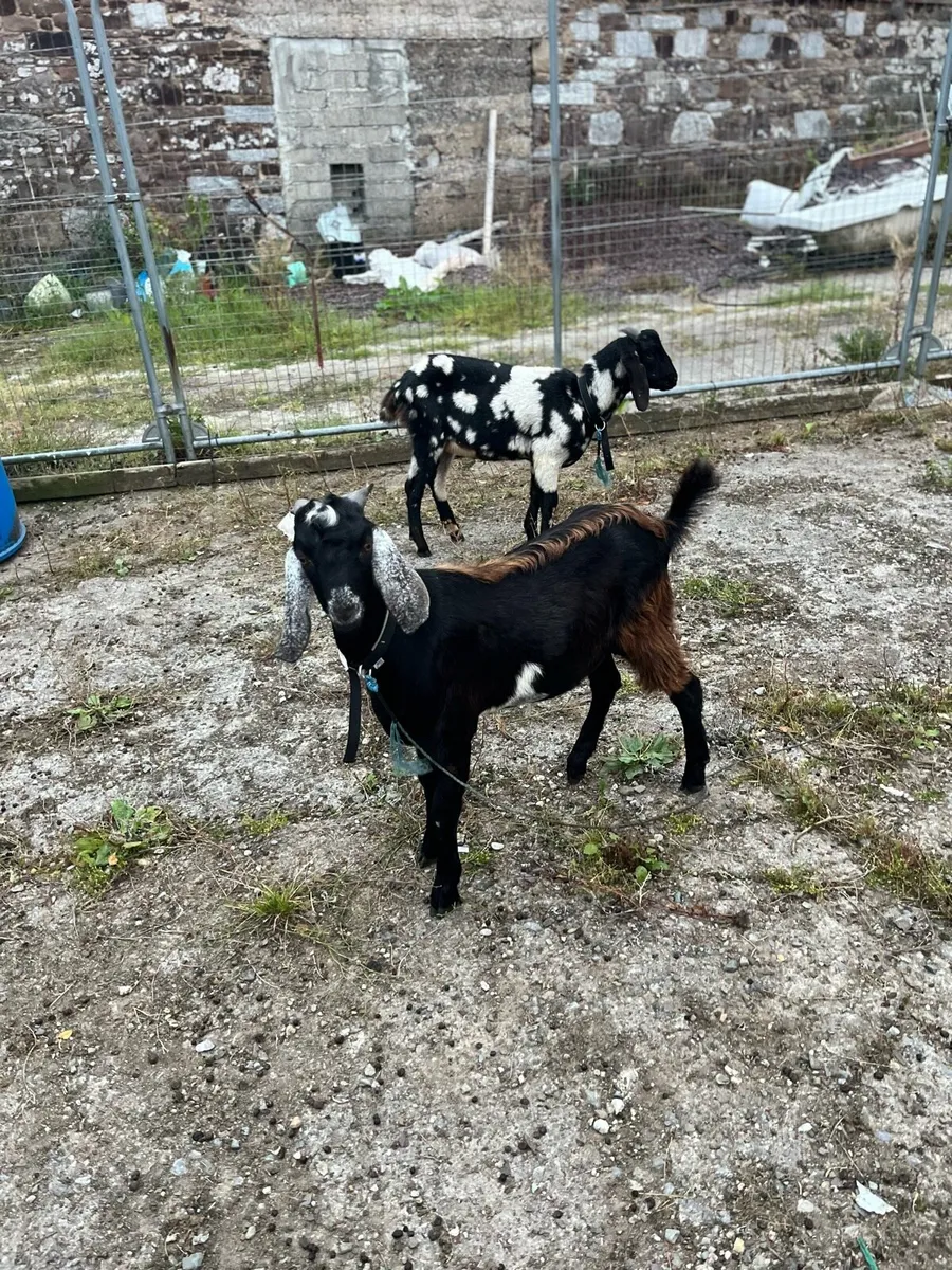 Kid goats - Image 1