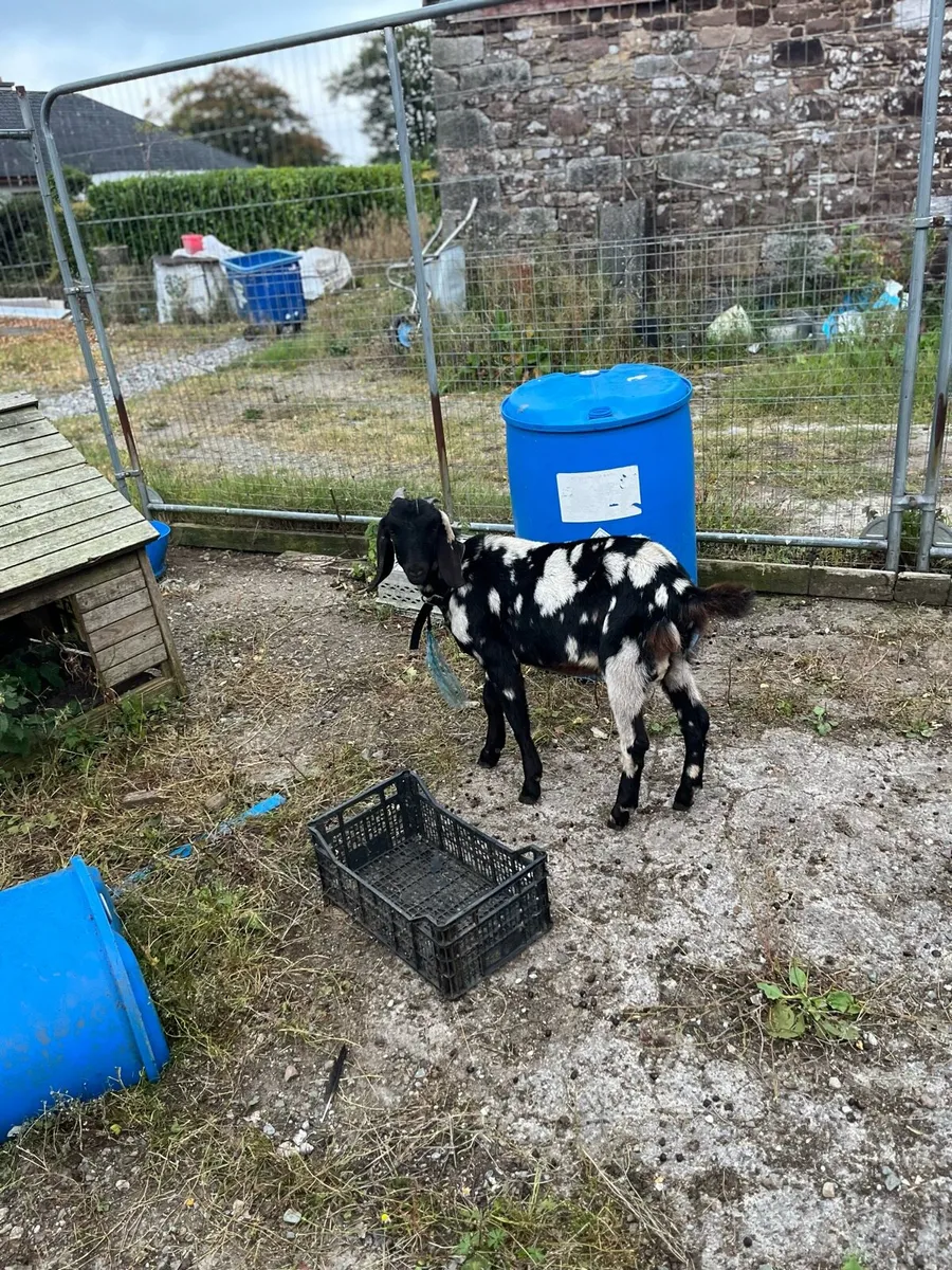 Kid goats - Image 2