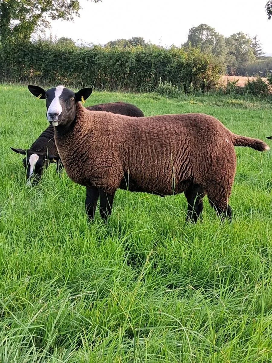 Zwartble ram lambs - Image 2