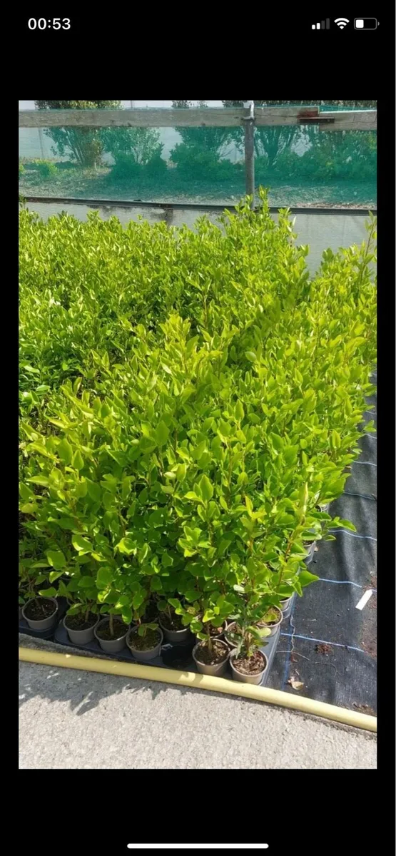 Griselinia hedging plants - Image 2