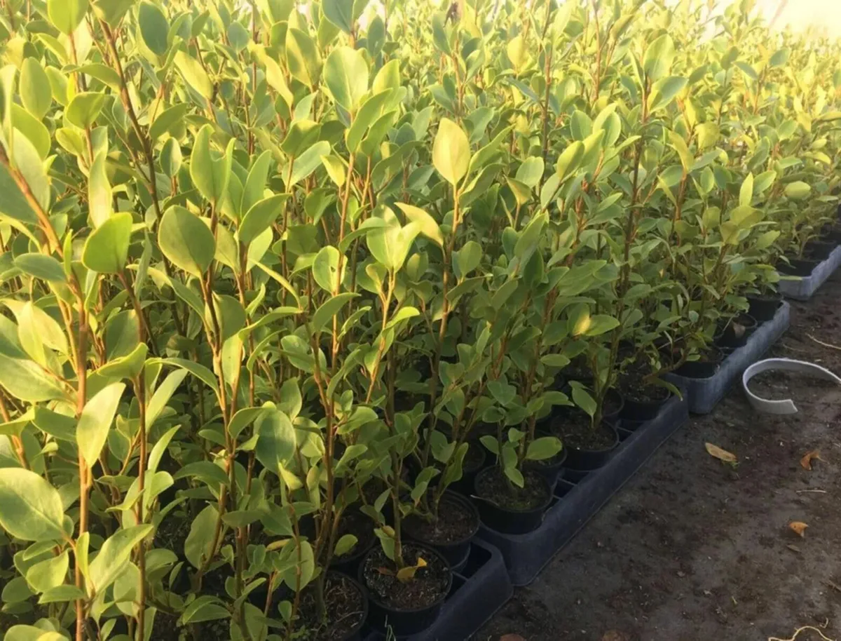 Griselinia hedging plants - Image 1
