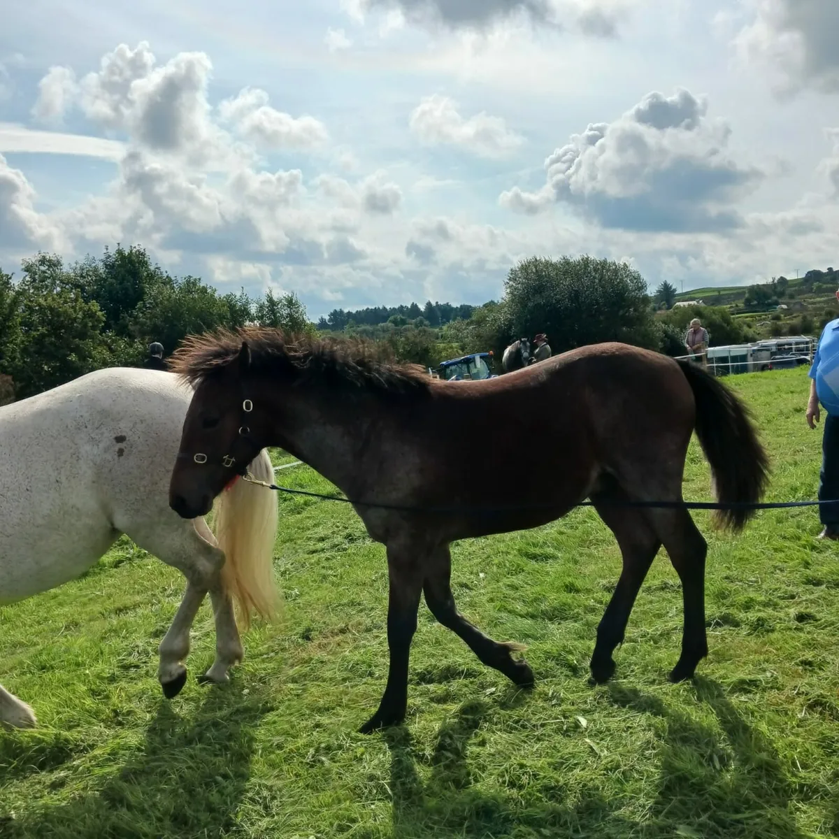 Foal - Image 1