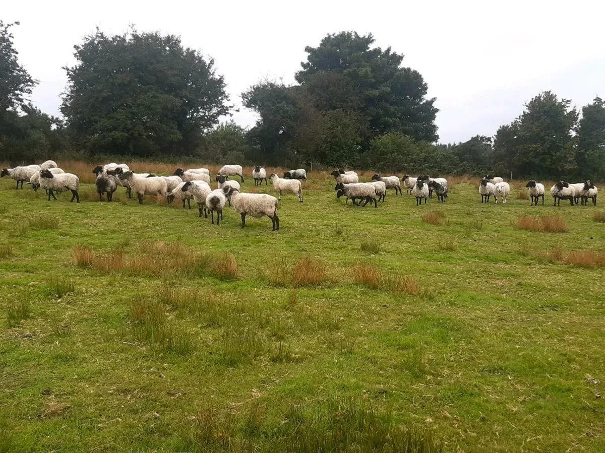Ewes