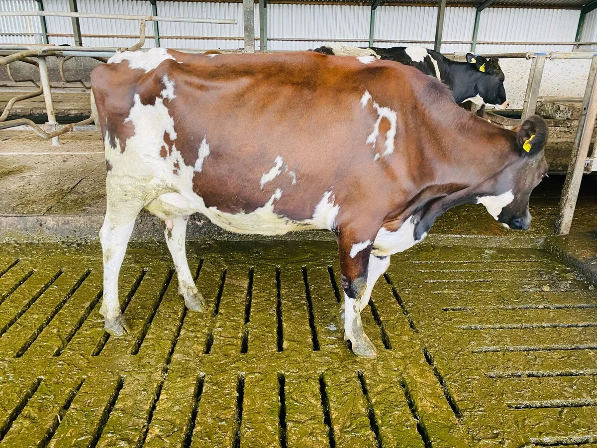 Fresh calved cows - Image 3