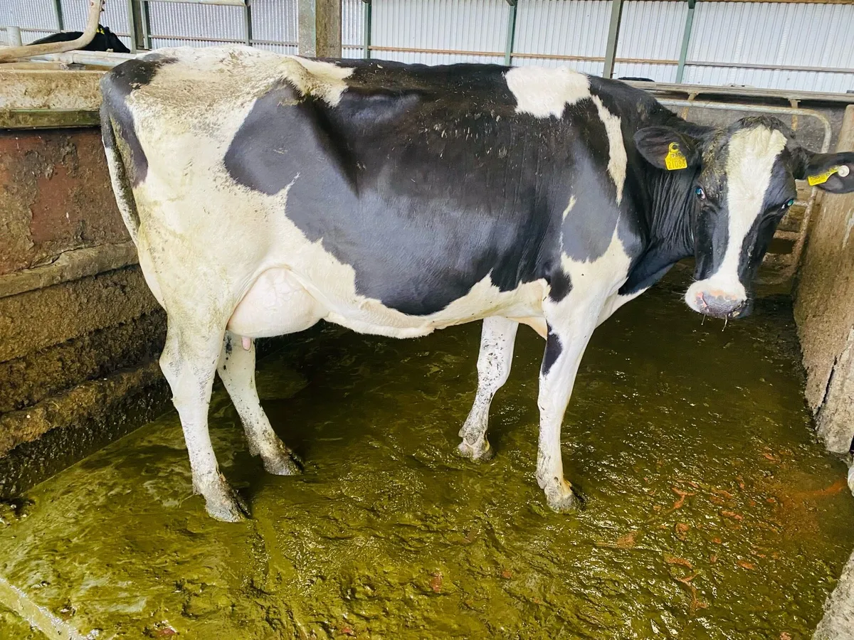Fresh calved cows - Image 4