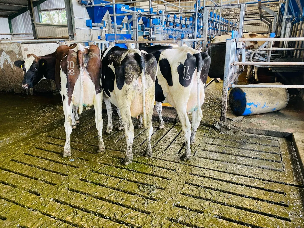 Fresh calved cows - Image 1