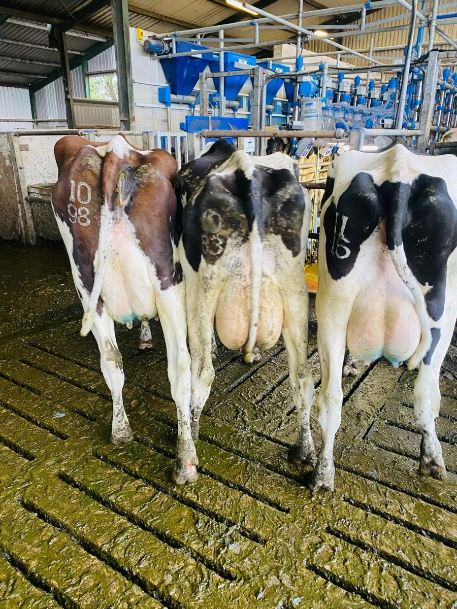 Fresh calved cows - Image 2