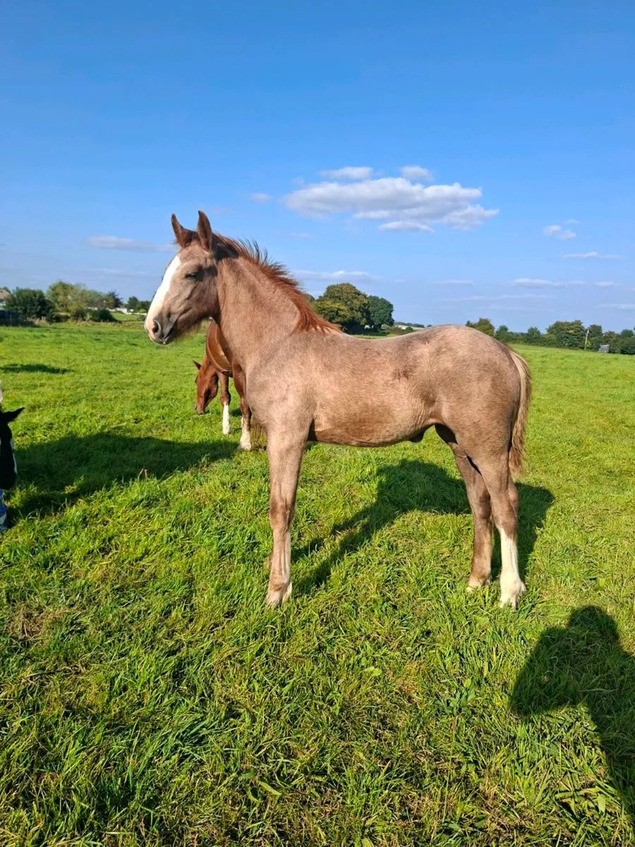 Irish draught & irish sport horse foals - Image 1