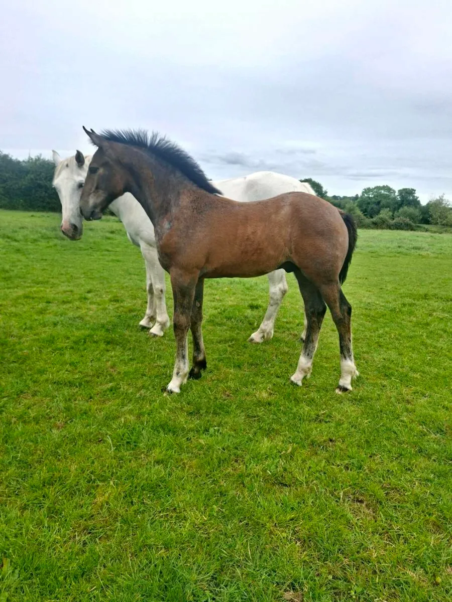 Irish draught & irish sport horse foals - Image 2