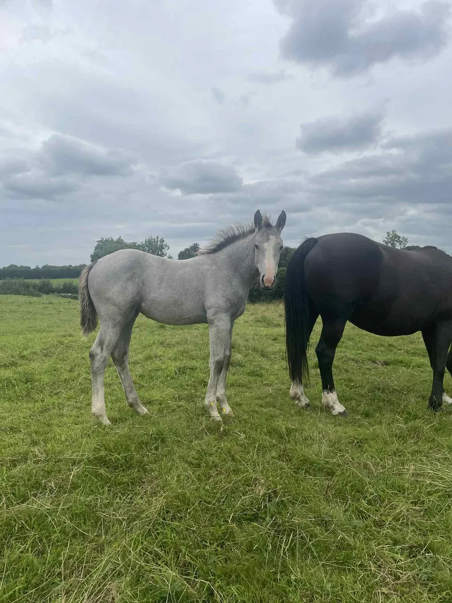 Irish draught & irish sport horse foals - Image 3