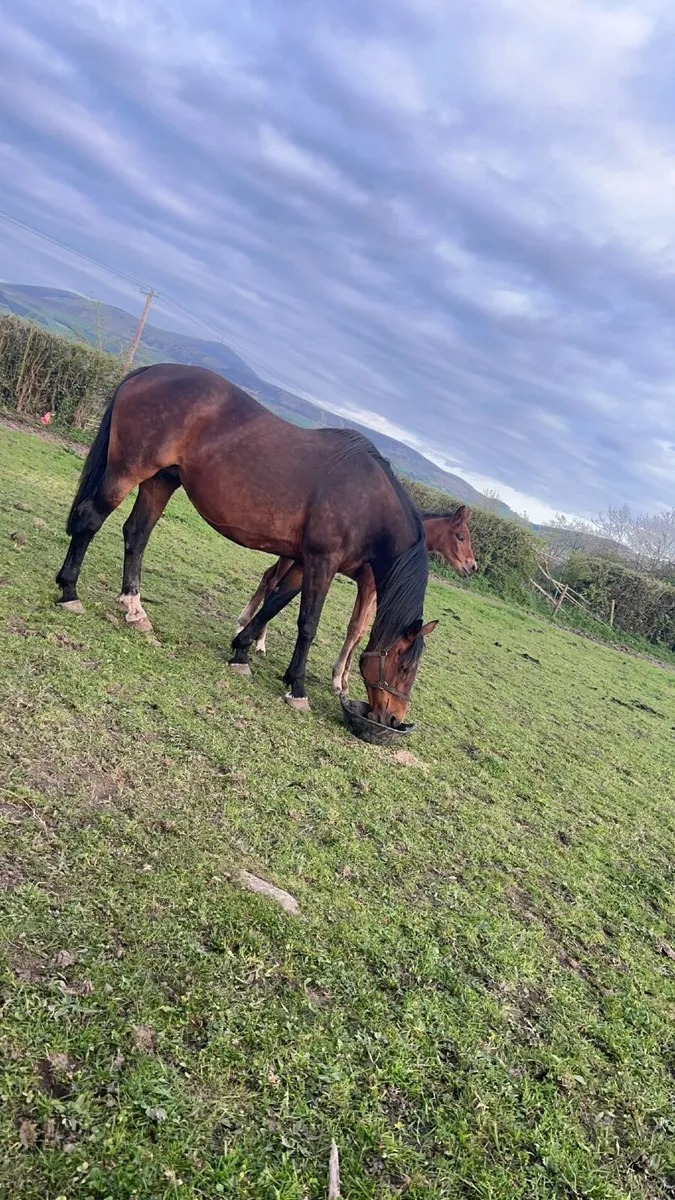Broodmare - Image 1
