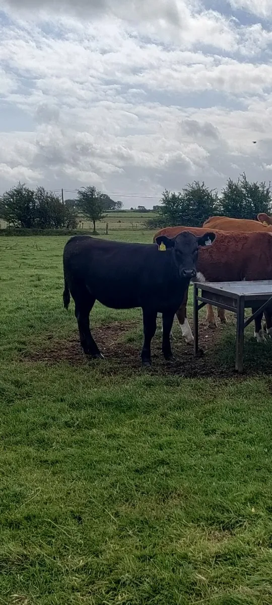 Organic pedigree Angus heifers - Image 1
