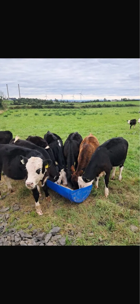 Hereford and Angus Bull Weanlings - Image 1