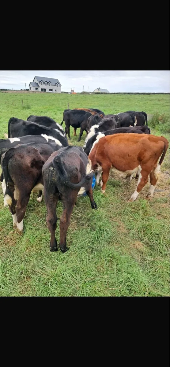 Hereford and Angus Bull Weanlings - Image 2