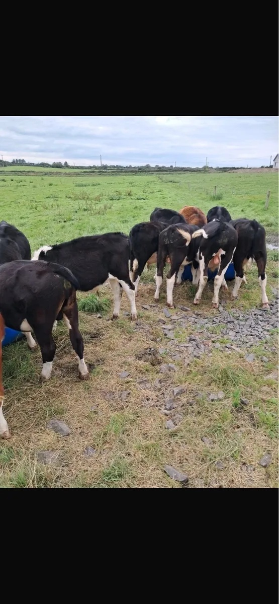 Hereford and Angus Bull Weanlings - Image 3