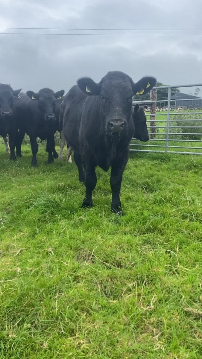 Angus bullolks for sale - Image 2