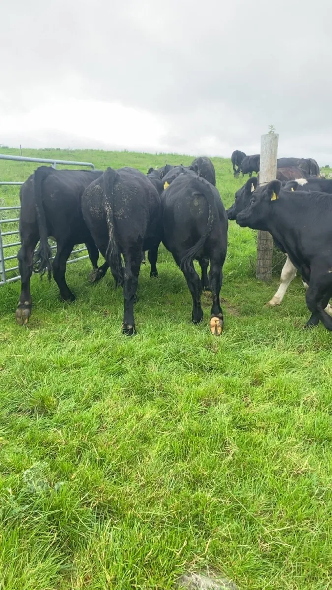 Angus bullolks for sale - Image 3