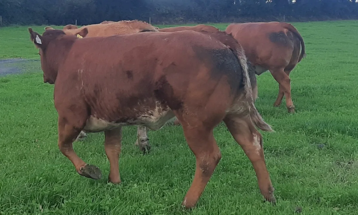 Hybrid heifers Gortatlea Wed 27 Aug - Image 2