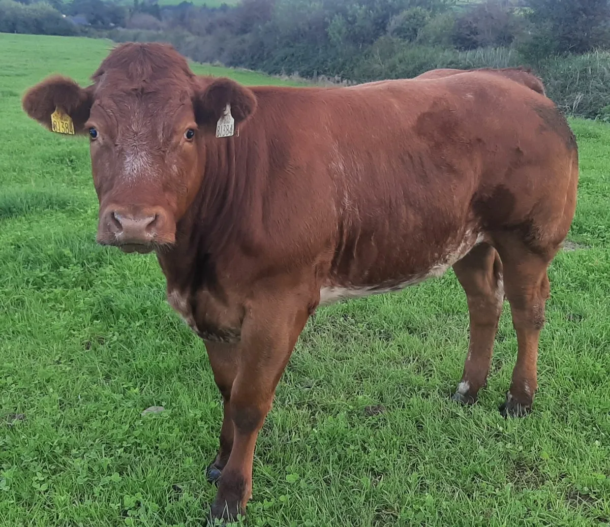 Hybrid heifers Gortatlea Wed 27 Aug - Image 1
