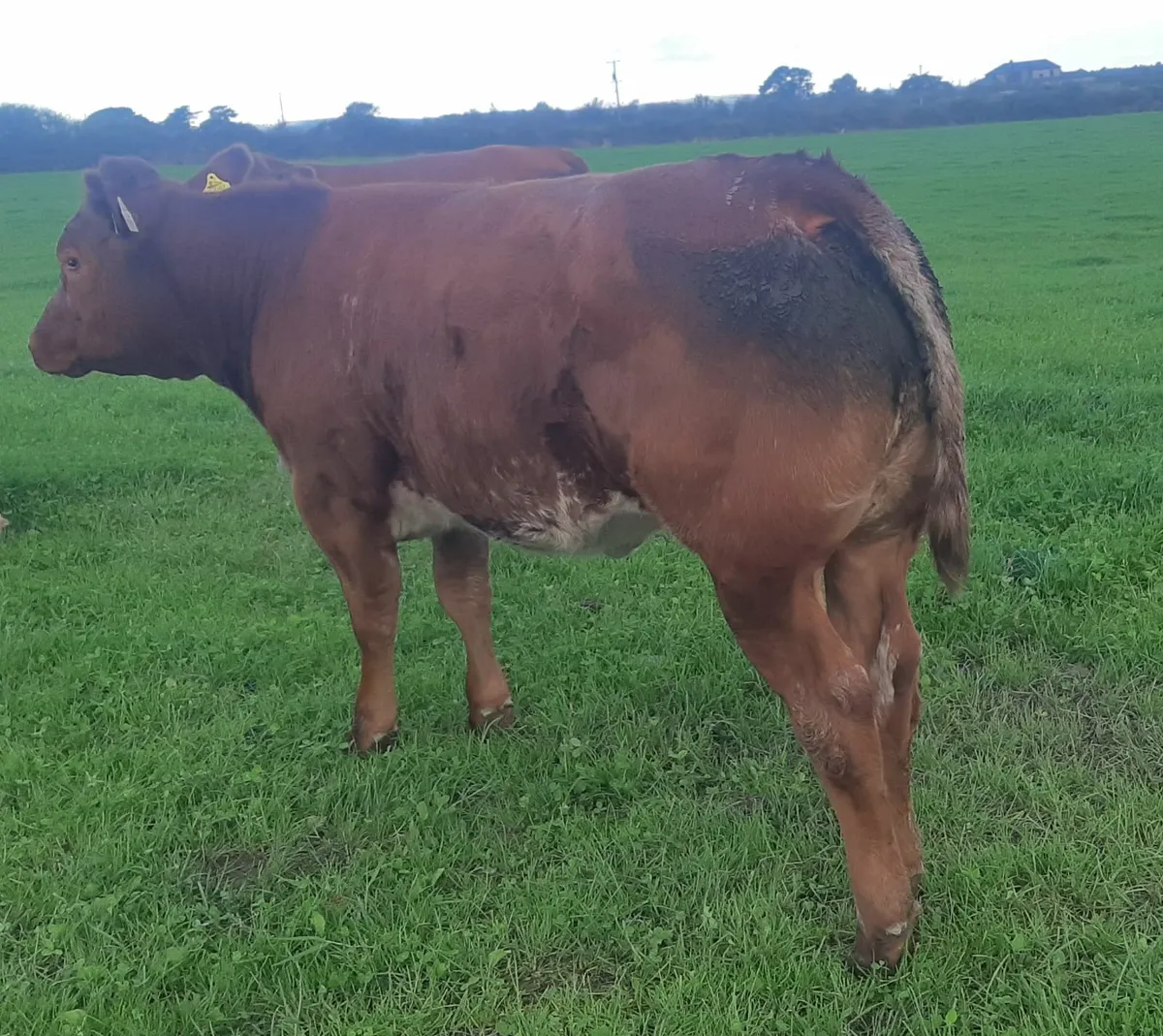 Hybrid heifers Gortatlea Wed 27 Aug - Image 3
