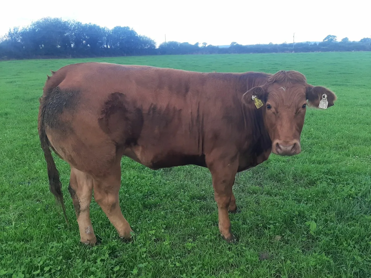 Hybrid heifers Gortatlea Wed 27 Aug - Image 4