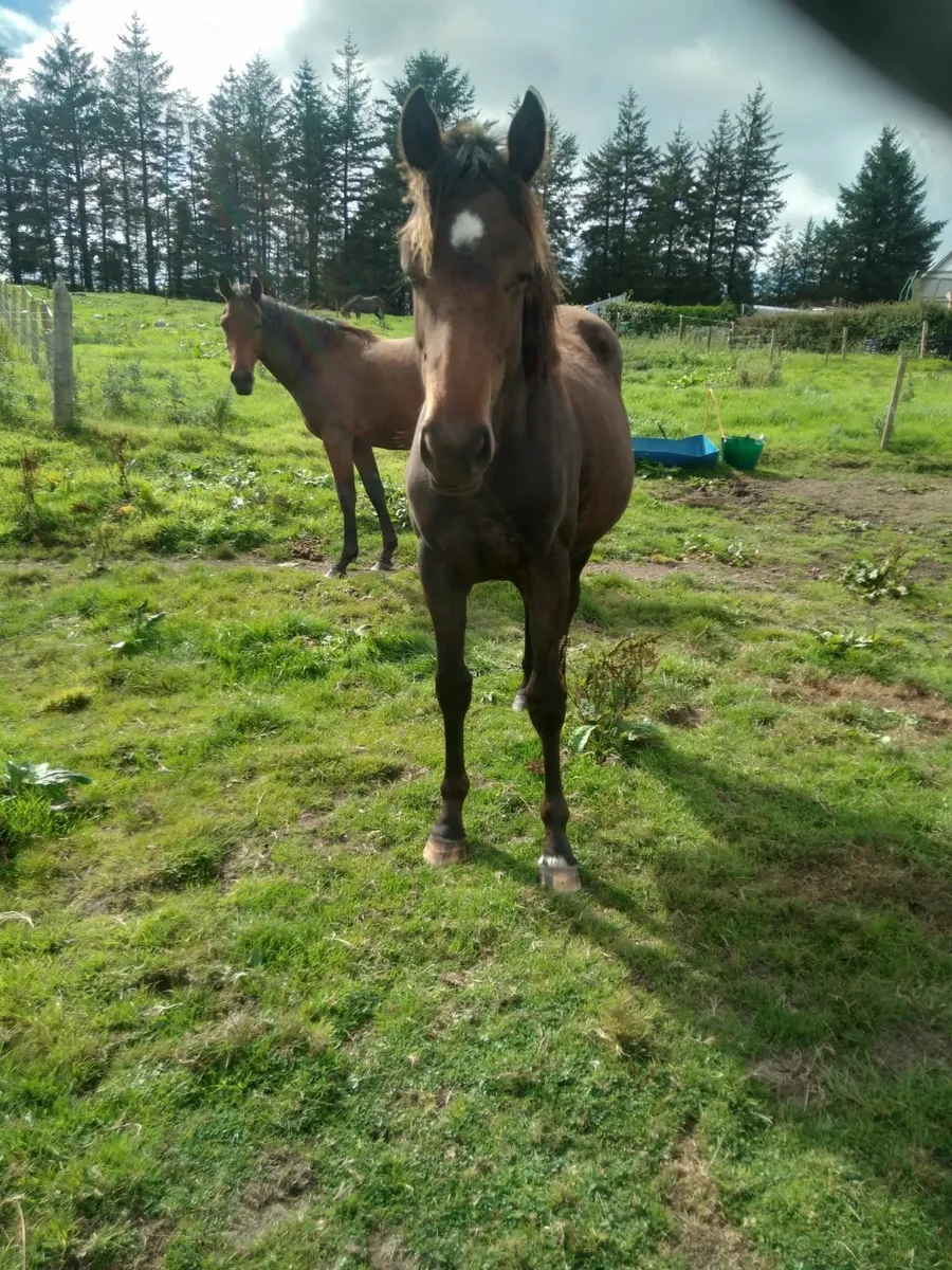 Yearling fillies - Image 1