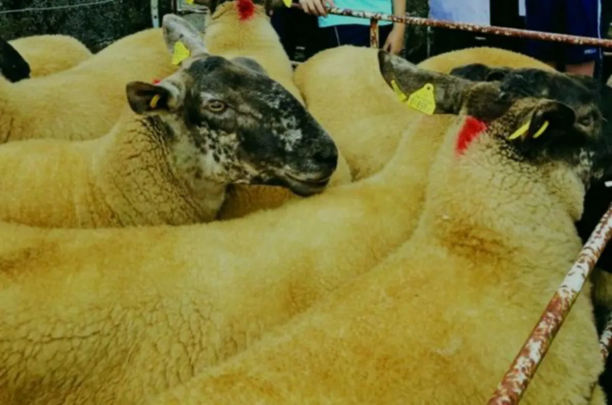 Borris ewe breeders