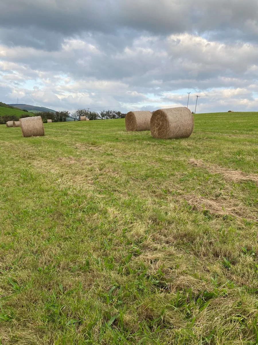 Hay - Image 1