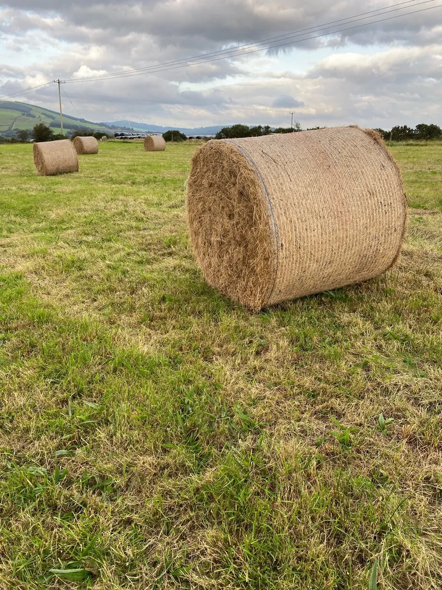 Hay - Image 2