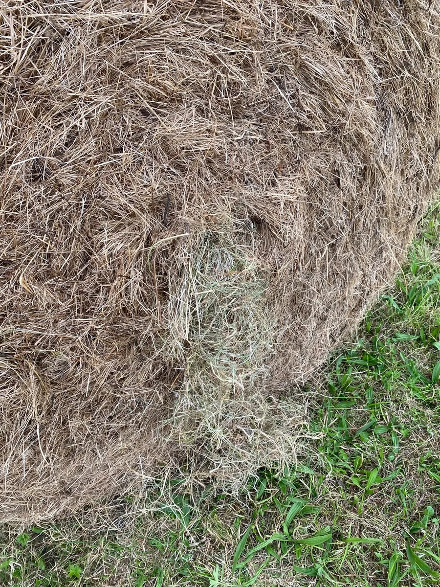Hay - Image 3