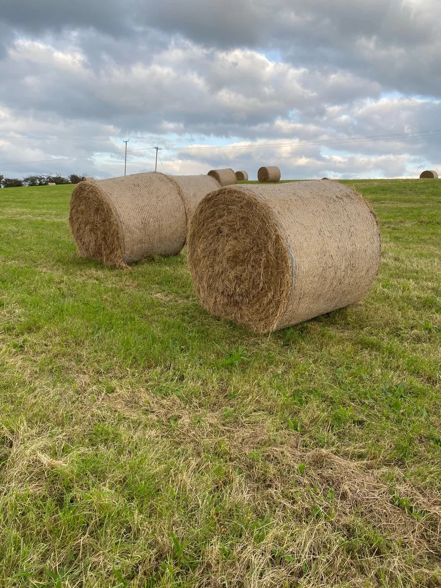 Hay - Image 4