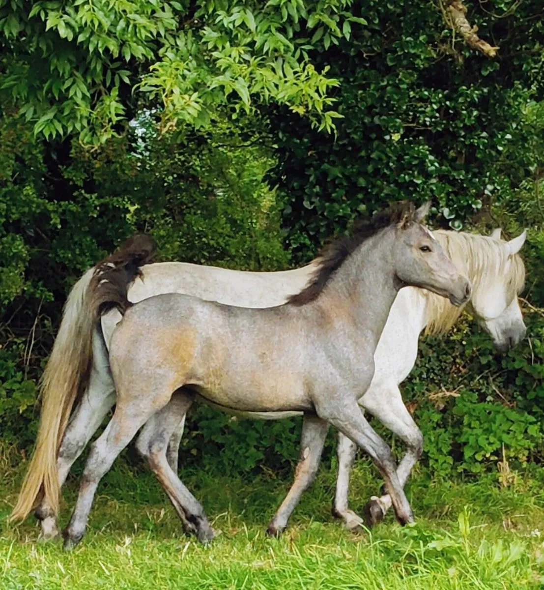 ✨Top class Connemara pony filly foal✨ - Image 3