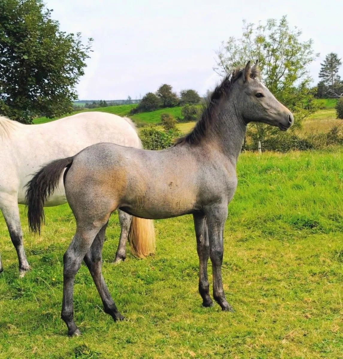 ✨Top class Connemara pony filly foal✨ - Image 1