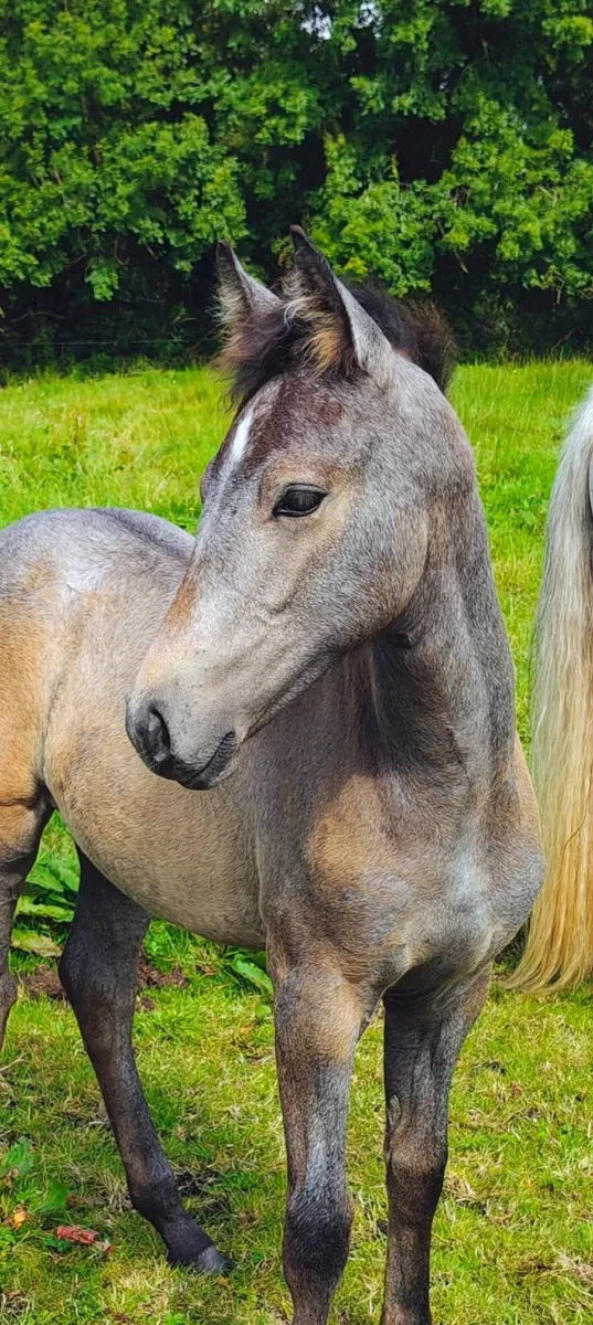 ✨Top class Connemara pony filly foal✨ - Image 4